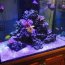 Fish tank 